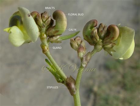  Inflorescences